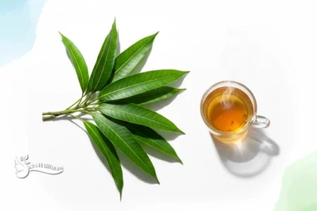 خواص برگ انبه؛ معجزه‌ای برای دیابت، پوست و مو